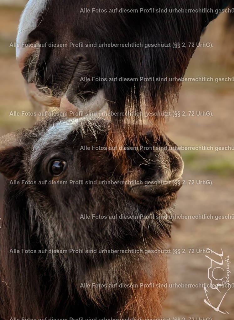 Photo_1738513981949 | krollfotografie - Realisiert mit Pictrs.com