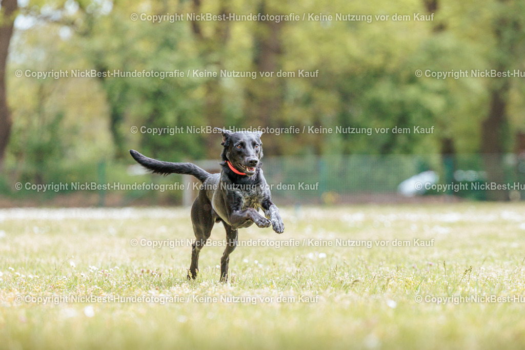 Sage Hunderennen Frühlingsfest-2026-Nickbest-Hundefotografie-0427 | Dein Hund! Dein Moment! Deine Erinnerungen! Hundefotografie in Bremen Blumenthal. Ich fange die besonderen Momente deines Vierbeiners ein – ob Indoor mit Blitzanlage oder in der freien Natur. Sicher dir dein Moment und dein Termin für eure Erinnerungen.