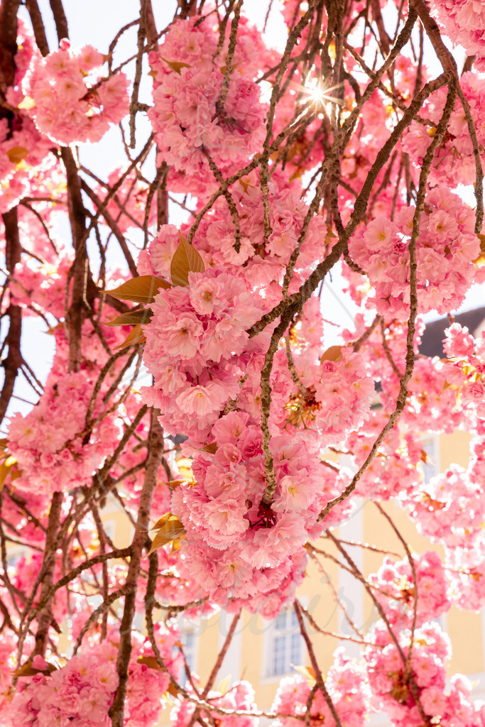 Zierkirschblüte Seitenstetten | Ihre Fotografin im Lungau, ihre Fotografin im Mostviertel, Wandbilder Onlineshop, Imagefotos für Ihr Unternehmen,  - Realisiert mit Pictrs.com