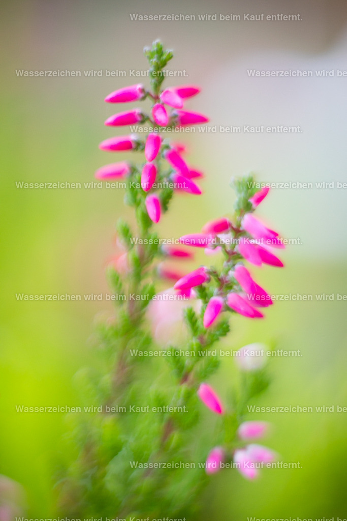 Innehalten und Verweilen | Die Botschaft zum Bild lautet: Pausenzeiten sind wichtig. Gönne dir die Ruhe, die dein System hier braucht. Viel zu oft gehst du durchs Leben, ohne links und rechts zu schauen, ohne innezuhalten, ohne zu verstehen, was dir die Natur sagen möchte, was dir die Menschen sagen möchten. Darum geht es dann inne zu halten und wirklich richtig zu zuhören. Das heißt, Pause machen von deinen Gedanken, Pause machen von deinen Bewertungen. Höre zu. Nimm wahr, was andere sagen und lass Bewertungen los. Und so geht es auch mit deinem Geist. Höre deinem Geist nicht zu, werde still und mache auch da eine Pause.