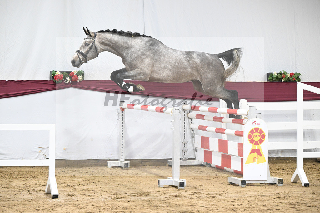 Kat-Nr. 76 Emerald van het Ruytershof x Clarimo_Vogel u Will Equestrian GmbH_47252695 | hf-fotografie - Realisiert mit Pictrs.com