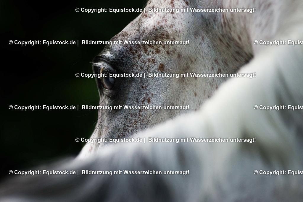 TS_20170716_Detail_Auge_Araber_0001 | Foto: Thomas Hartig