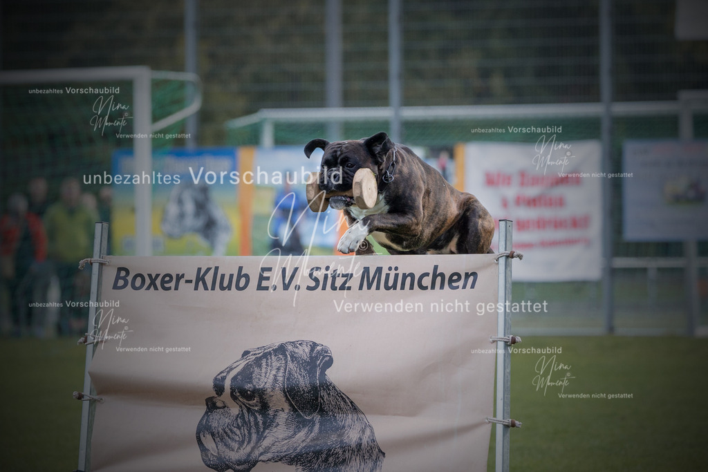 _16A5693-12 | Einzigartige Fotos von Hunden & Menschen –Actionfotos, Portraits, Vereinsaufnahmen & Paarshootings – authentisch, lebendig & mit Herz.