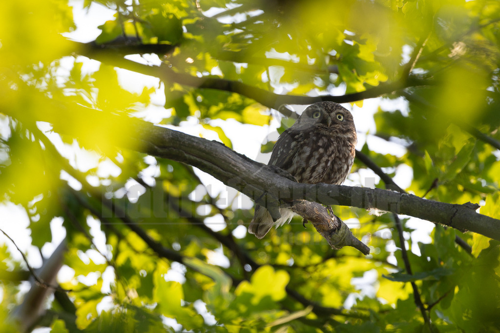_5II4341_20250612 | Ein Steinkauz (Athene noctua) sitzt auf einem dicken Ast, der von leuchtend grünen Blättern eines Baumes umgeben ist. Das Gefieder des Vogels ist braun und weiß gesprenkelt, und seine großen, runden, gelben Augen sind direkt auf den Betrachter gerichtet. Das Sonnenlicht fällt durch die Blätter und erzeugt helle Flecken und einen weichen Hintergrund. Der Vogel wirkt aufmerksam und ruhig in seiner natürlichen Umgebung. Es sind keine spezifischen Interaktionen mit anderen Tieren oder der Umgebung zu beobachten, der Steinkauz verweilt still auf dem Ast. - Realisiert mit Pictrs.com