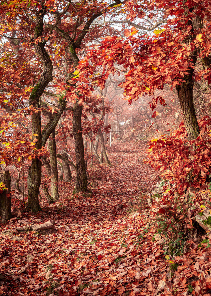 Morgenstimmung am Stein | Ein Wanderweg der durch herunterfallendes Laub komplett bedeckt ist.