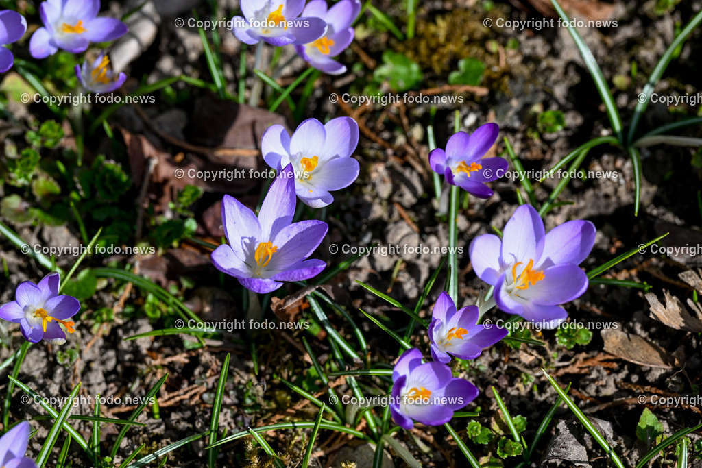 Fruehling_ Blumen_ Fruelingsboten_ 05.03.2025-18 | 05.03.2025, Linz, AUT, Fruehling, Blumen, Fruehlingsboten, im Bild Frühling, Blumen, Frühlingsboten, Fruehling, Fruelingsboten, Krokus, Blütenpflanze, Vorfrühling