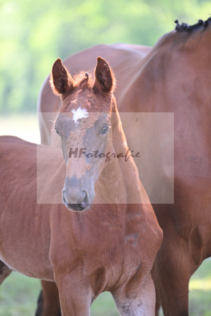 Kat-Nr. 3 SF Emerald van het Ruytershof_Regele_14230137 | hf-fotografie - Realisiert mit Pictrs.com