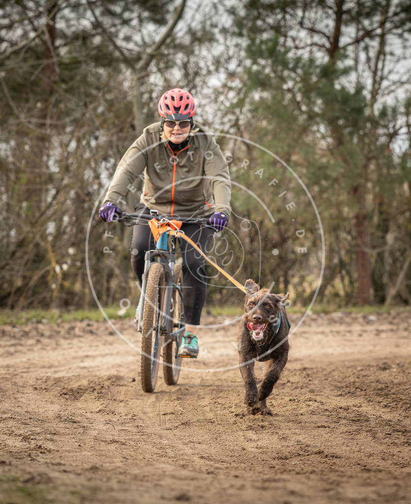 Pfotenfotografie_DV3A8988 | Hundefotografie, Tierfotograf, Pfotenfotografie, Fotoshooting Hund, Hunde Portrait, Hundesport, Hundeportraits, Heideshooting, Hunde, Sportfotograf, Hundefotograf, Turnierhundsport, THS,  - Realisiert mit Pictrs.com