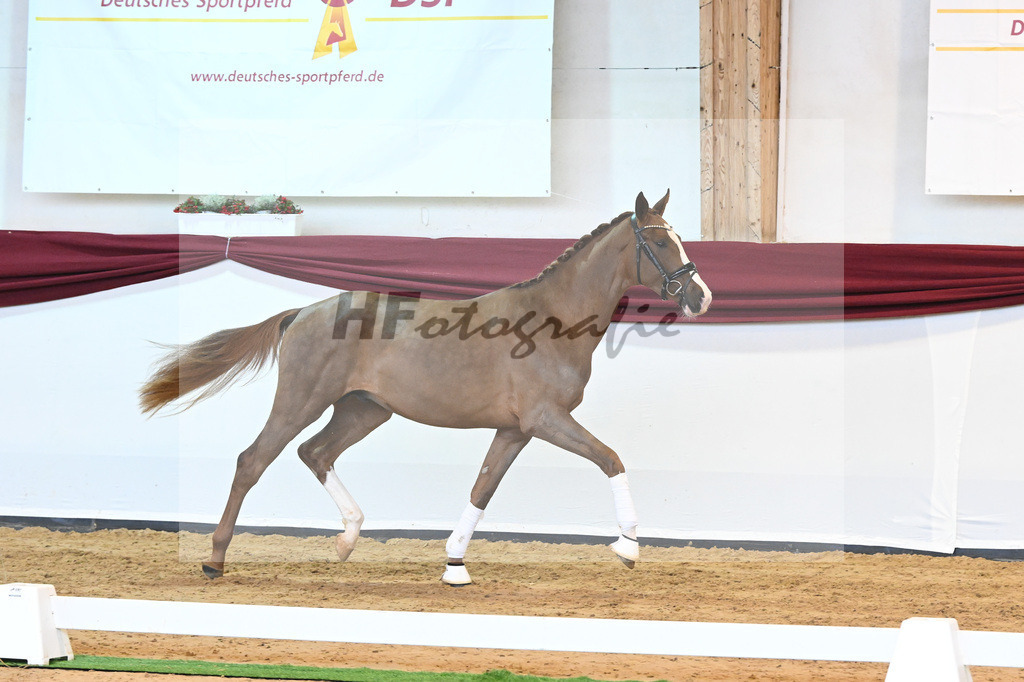 Kat-Nr. 5 v. Benicio_Wille_66221656 | hf-fotografie - Realisiert mit Pictrs.com