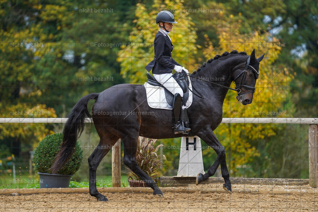 20221008-FAH01922 | Diessen am Ammersee, 2022, Dressur- und Springturnier, Reitsportbilder, Turnierfotografen Bayern, Pferdefotografen, Fotoagentur Herrmann, Turnierbilder