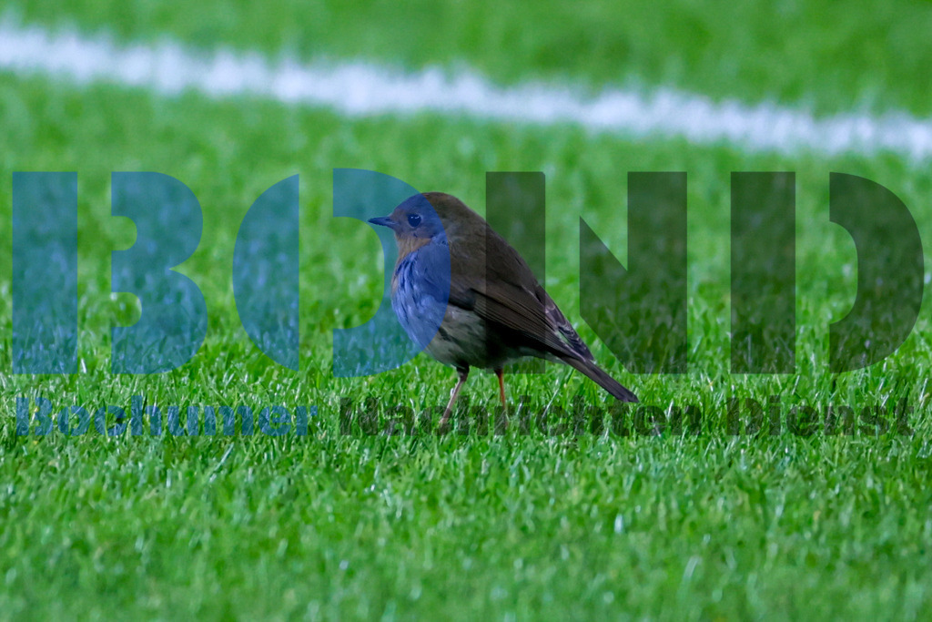 Rotkehlchen im Stadion {date} -  | {headline}



(Foto: Sebastian Sendlak / BOND)

 - Realisiert mit Pictrs.com