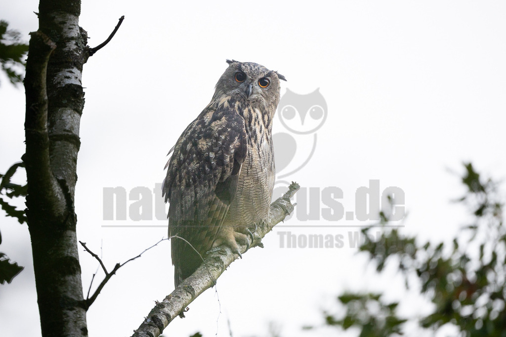 R6NF8048_20250817 | Der Uhu (Bubo bubo) ist die größte Eulenart Europas, ein nachtaktiver Jäger mit charakteristischen Federohren und leuchtend orangeroten Augen. Er ist ein Standvogel, der in vielfältigen Landschaften, oft in Felsennähe, brütet und sich von Säugetieren, Vögeln und anderen Kleintieren ernährt. Der Uhu, dessen Name von seinem dumpfen Ruf stammt, ist nach einer Ausrottung im 20. Jahrhundert wieder erfolgreich in Deutschland etabliert worden.  - Realisiert mit Pictrs.com