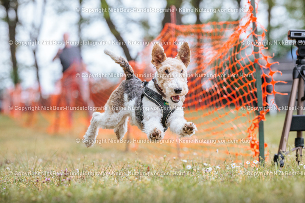 Sage Hunderennen Frühlingsfest-2026-Nickbest-Hundefotografie-0637 | Dein Hund! Dein Moment! Deine Erinnerungen! Hundefotografie in Bremen Blumenthal. Ich fange die besonderen Momente deines Vierbeiners ein – ob Indoor mit Blitzanlage oder in der freien Natur. Sicher dir dein Moment und dein Termin für eure Erinnerungen.