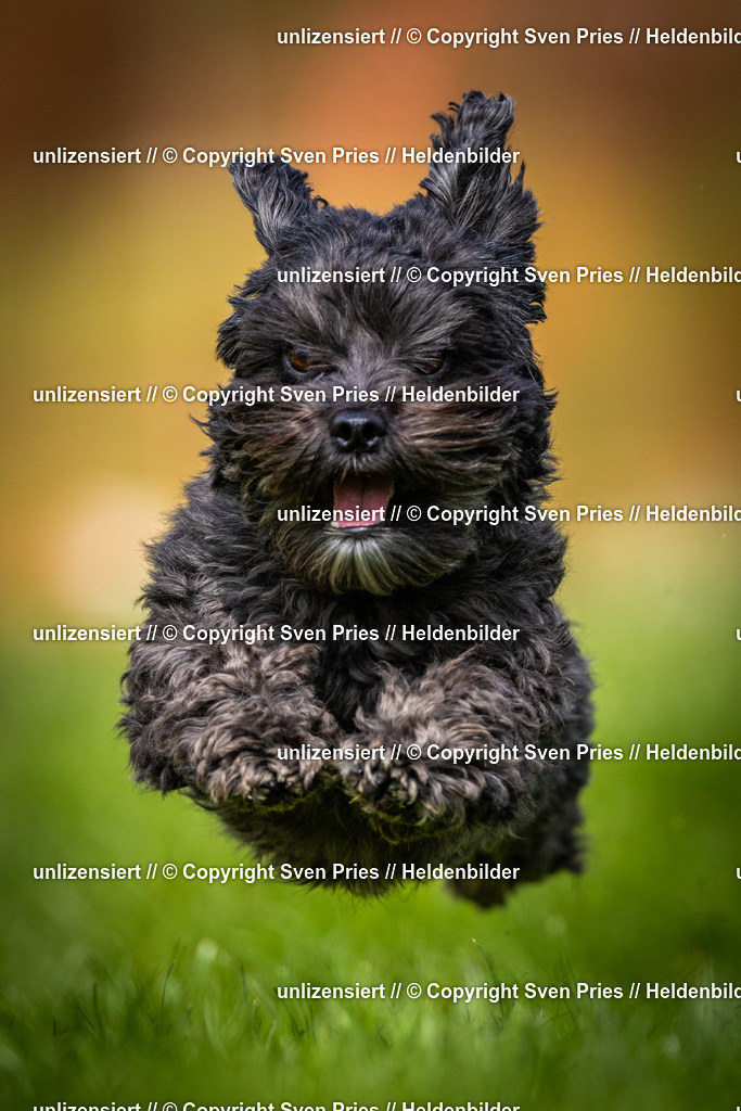 Sven Pries | 2025-04-13 - Hunderennen Baden-Baden - Realisiert mit Pictrs.com