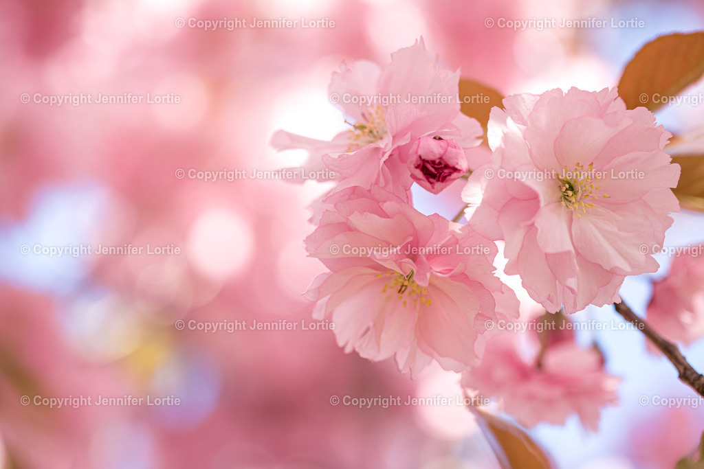 Zierkirsche | Kreative Naturaufnahmen als hochwertige Druckprodukte kaufen. - Realisiert mit Pictrs.com