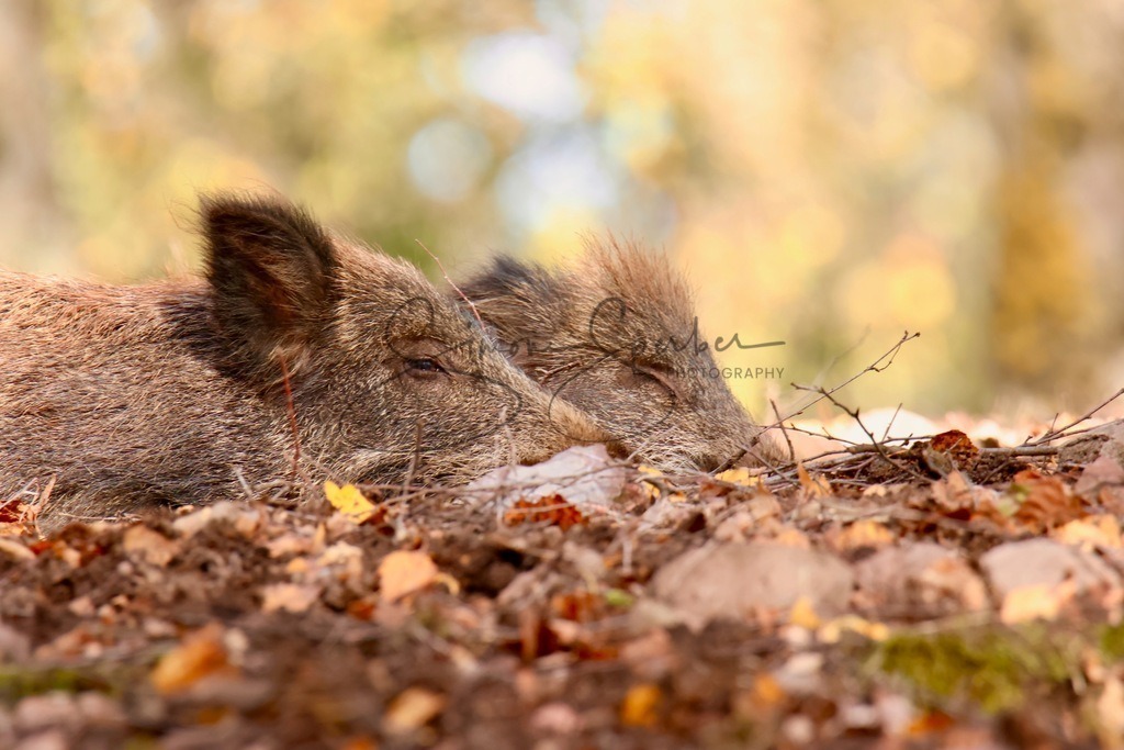 Wildschweine  | Simone Sperber, svb-photography,Fotografin,Bilddesignerin,Naturfotografie,Macrofotografie,Tierfotografie,Wildtierfotografie,Ausstellungen,Auftragsfotografie,Kunst,Art,Photographer,Shootings,Bildberatbeitung,Galerie,Shop