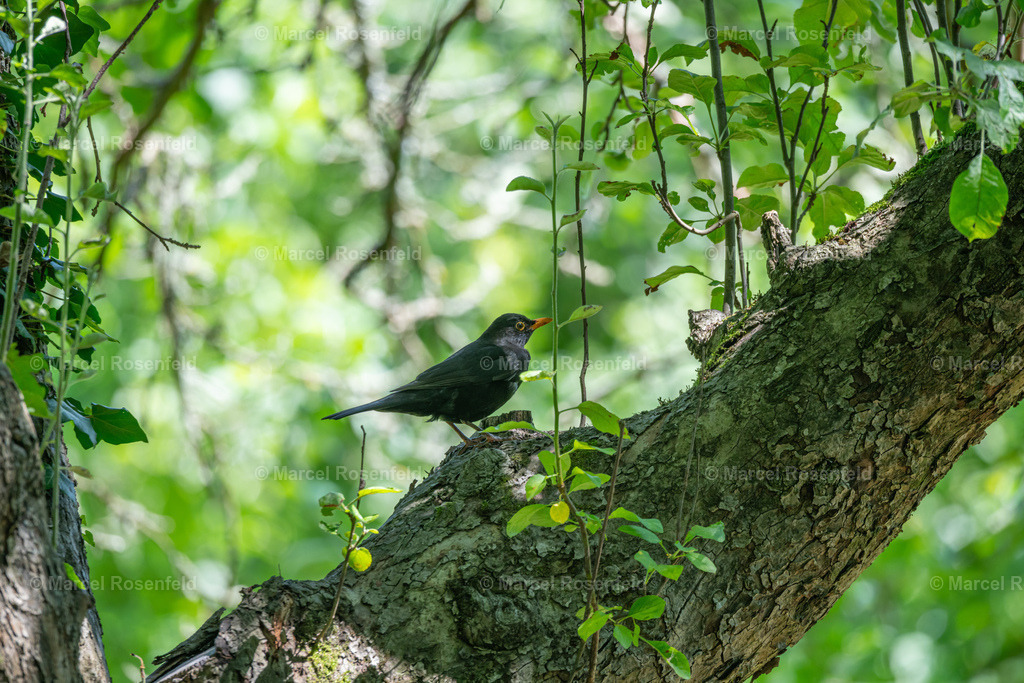 _DSC3700 | foto-rosenfeld