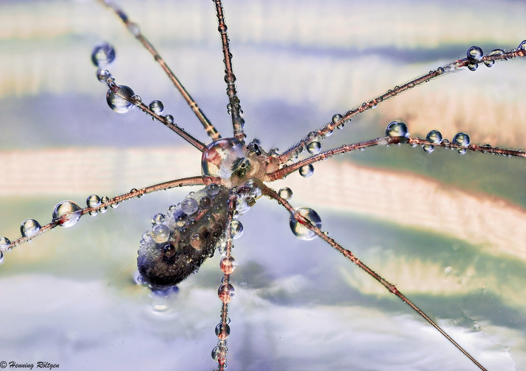 Taufrische Spinne (Weberknecht) | Dieses Bild zeigt eine Spinne (Weberknecht), die von zahlreichen Wassertropfen bedeckt ist. Die Aufnahme ist eine detailreiche Makroaufnahme, die die feinen Strukturen der Spinne hervorhebt. Die Wassertropfen reflektieren das Licht und erzeugen einen glitzernden Effekt. Die Szene vermittelt ein Gefühl von Ruhe und Naturverbundenheit.