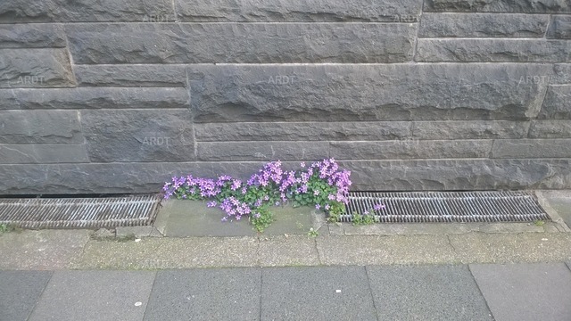 Stadt Natur 63 | ARDT Foto Kunst