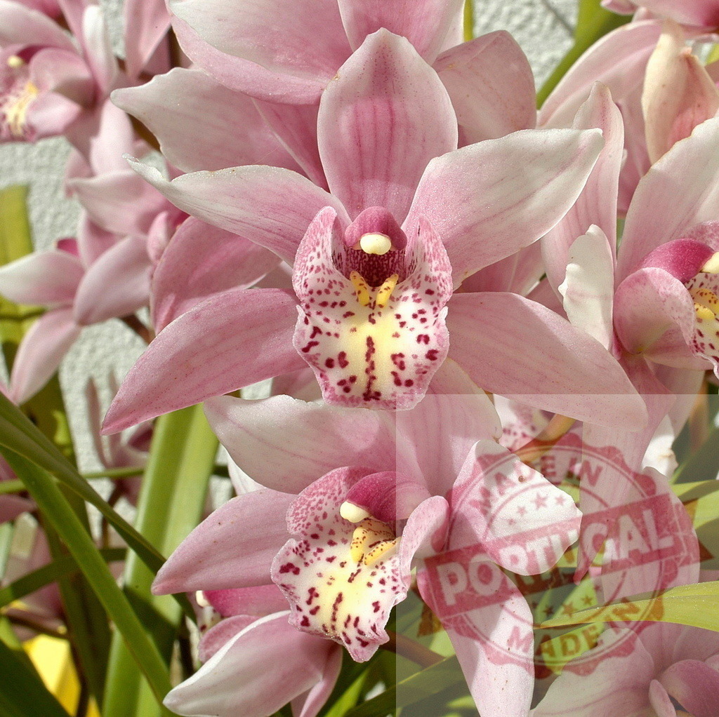 Pink boat orchids blooming in spring | Close-up of pink boat orchids with speckled petals, blooming in springtime - Realisiert mit Pictrs.com