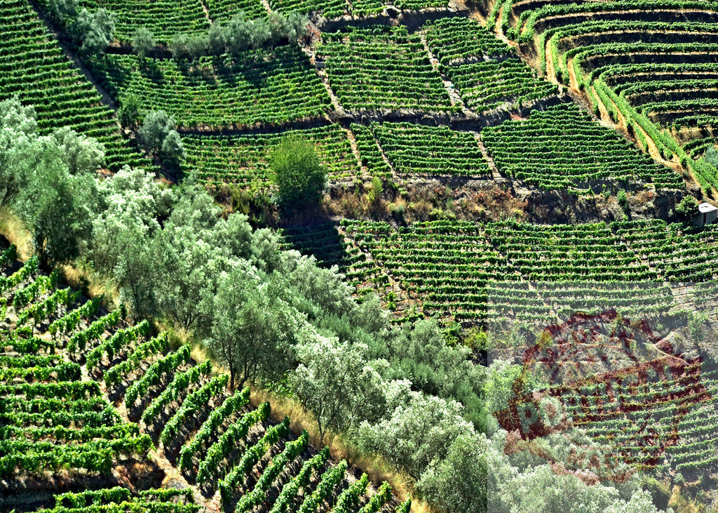 Douro Valley terraced vineyards and olive grove landscape | Terraced vineyards and an olive grove covering hillsides in the Douro Valley, Portugal - Realisiert mit Pictrs.com