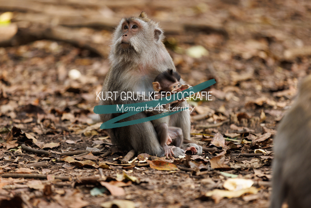 230718-0245 | onlinegalerie und Fotoshop Kurt Gruhlke Fotograf Berlin
Hochzeitsfotograf Eventfotograf Portraitfotografie
 - Realisiert mit Pictrs.com