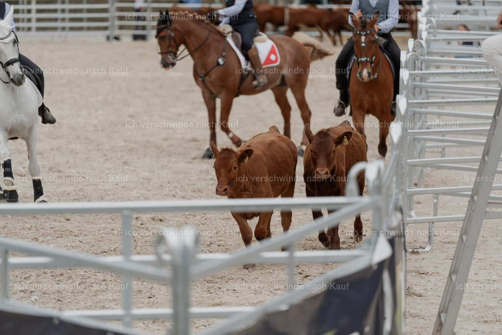 WE__Stoib_Rinder_PI2025_3110 | Pferd International München 2025