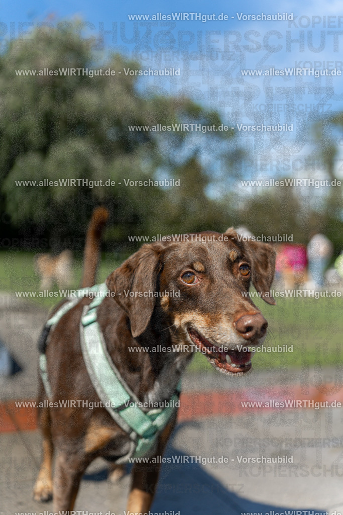 Hundeschwimmen_Volksbad_2026-allesWIRTHgut_Tierfotografie-2609061246-115617-7R500185 | Professionelle Tierfotografie in Mönchengladbach von Daniel Wirth (allesWIRTHgut). Liebevolle & natürliche Bilder von Hunden & Katzen für unvergessliche Erinnerungen.