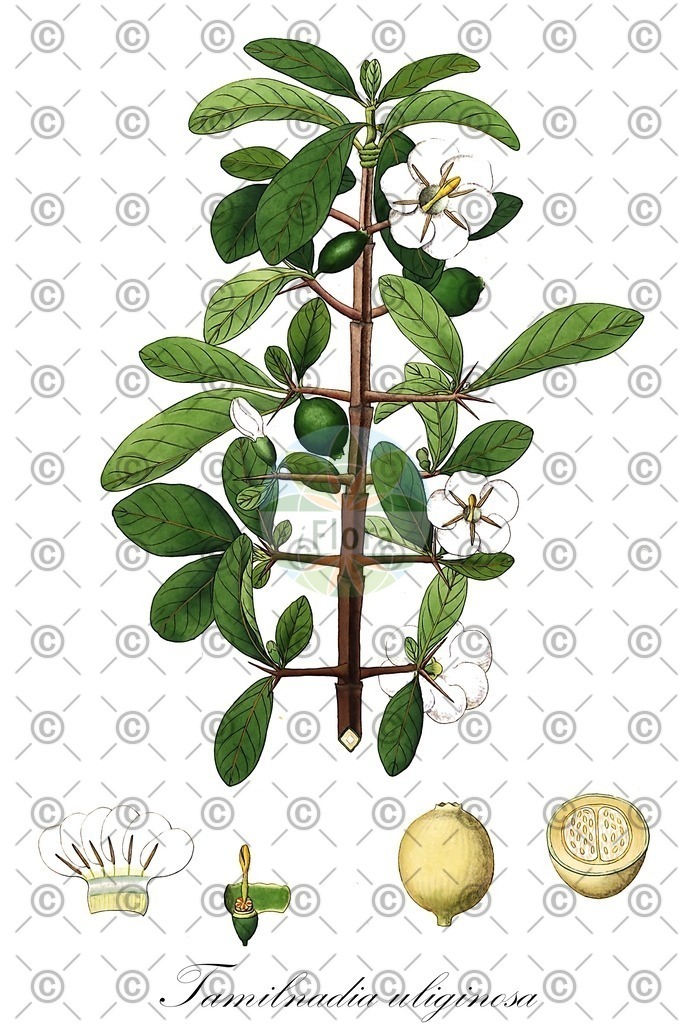 HistAbb_wfo-0000320747_1_ENZY_Simple | Historische Abbildung von Tamilnadia uliginosa - Rubiaceae | Historical Illustration of Tamilnadia uliginosa - Rubiaceae