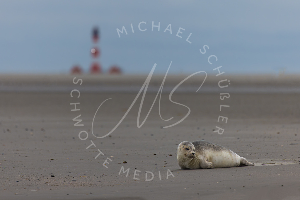 2023-01-16 SPO Seehund Leuchtturm - 003 | Schwotte Media - Realisiert mit Pictrs.com