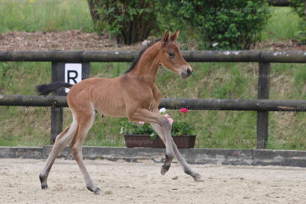 TrakFohlenschHennef17052025MC3H5A7059B | Pferdefotos online bestellen - Realisiert mit Pictrs.com