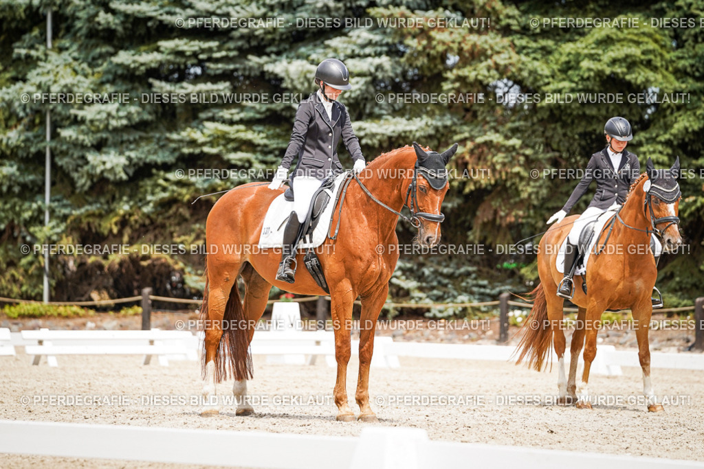 DSC03920 | Pferdegrafie