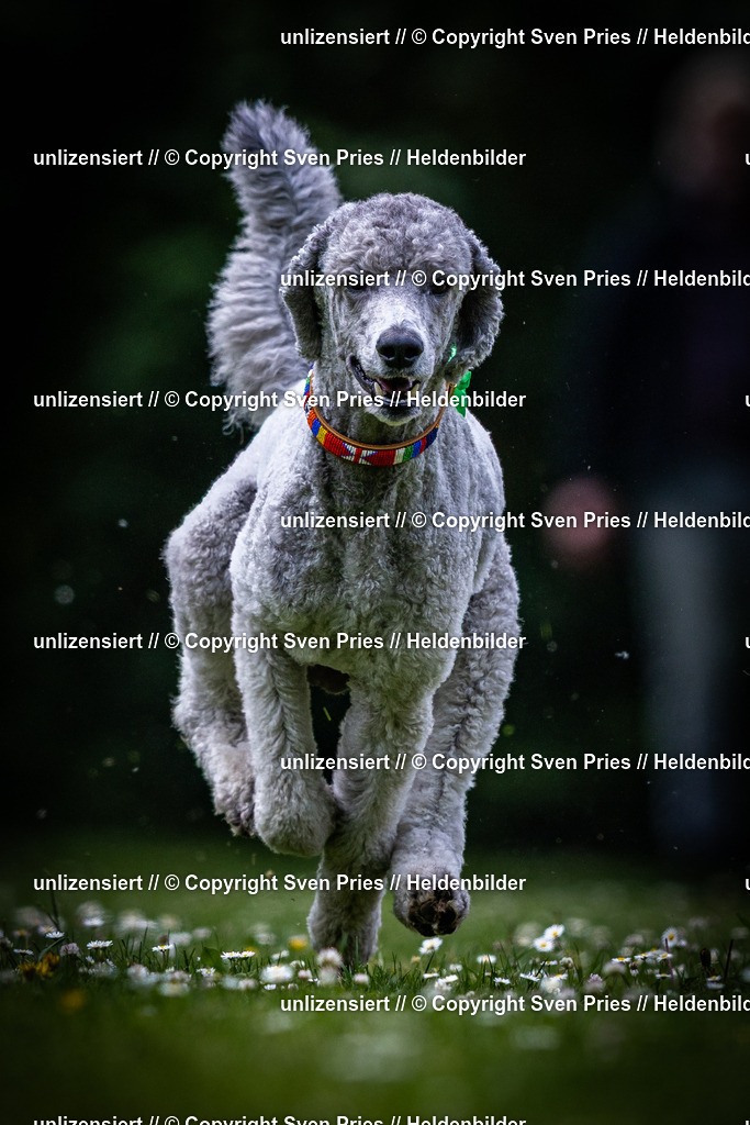 Sven Pries | 2025-05-29 - Pudelrennen KA-Durlach - Realisiert mit Pictrs.com