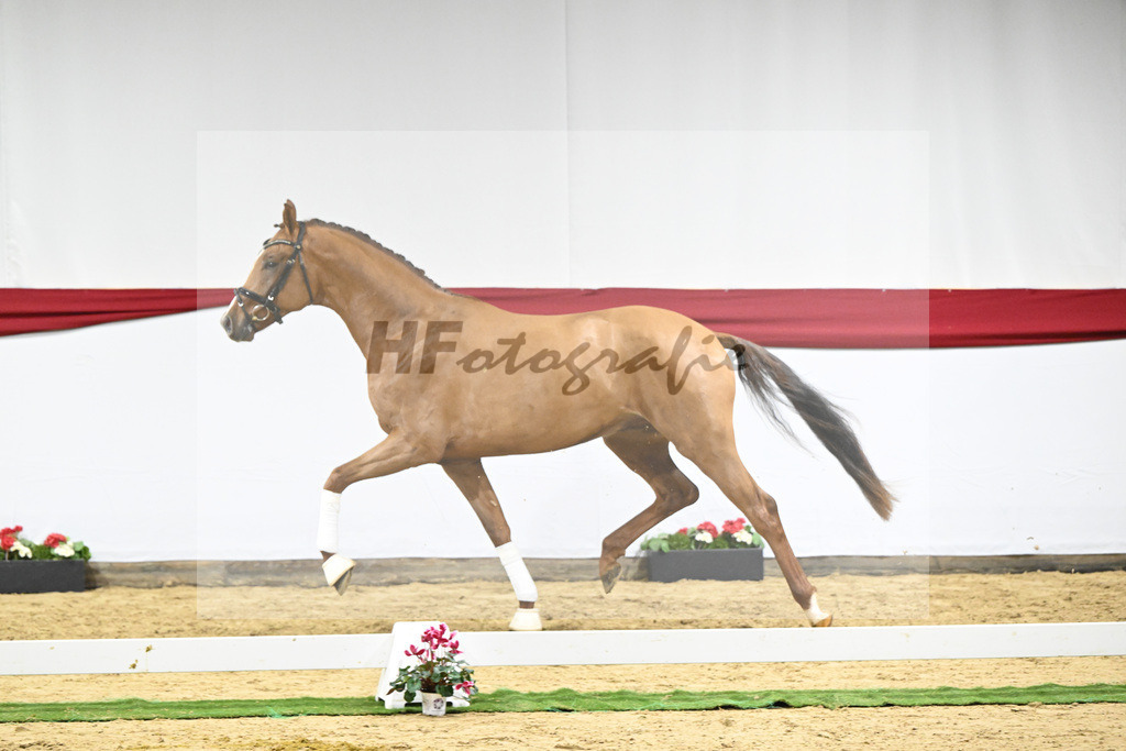 Kat-Nr. 59 v. Viva Gold_Casper u Eulich_63221742 | hf-fotografie - Realizzato con Pictrs.com