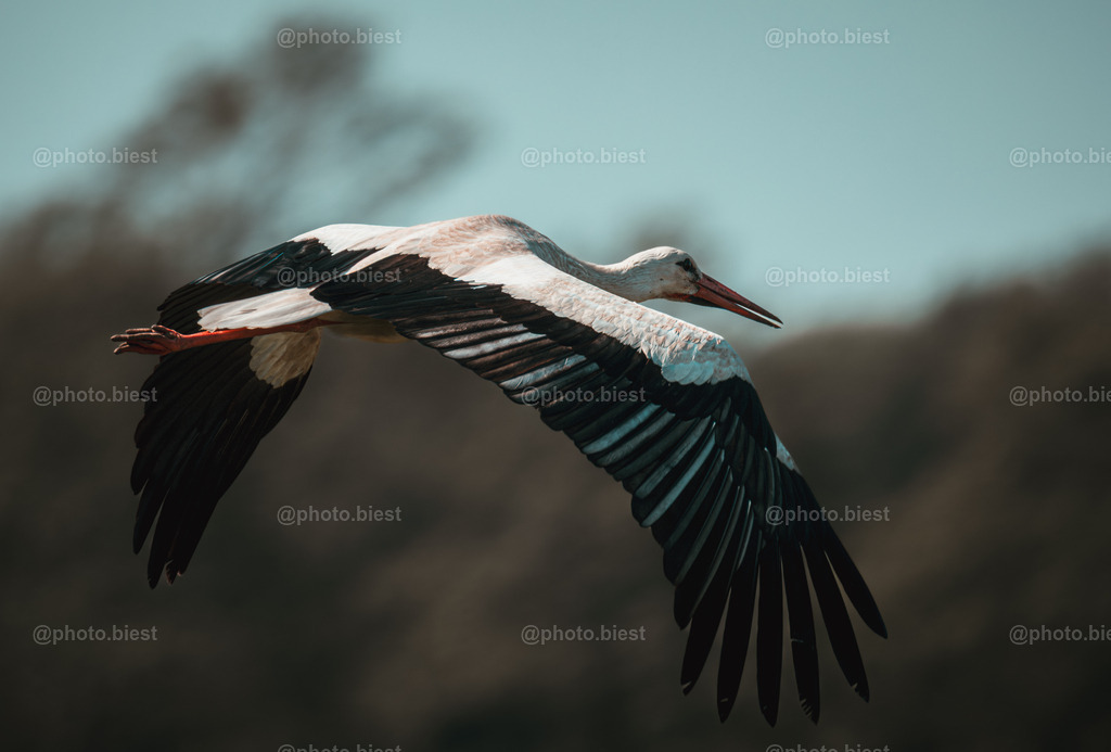 IMGC4475 | photobiest - Realisiert mit Pictrs.com