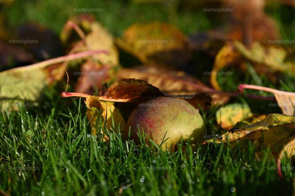 Herbstlaub | Motiv mit Rahmen - Realisiert mit Pictrs.com