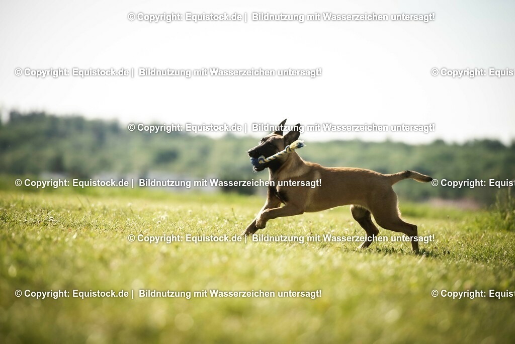 20200531_Hund_0050 | equistock