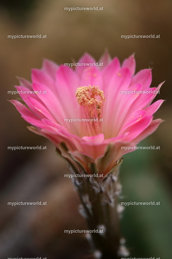 Echinocereus scheeri-005 | Das Bilderarchiv über Tiere, Planzen und Landschaften. In der Bilddatenbank finden Sie ein große Auswahl an hochwertigen Bilder für Ihre Werbung - Realisiert mit Pictrs.com