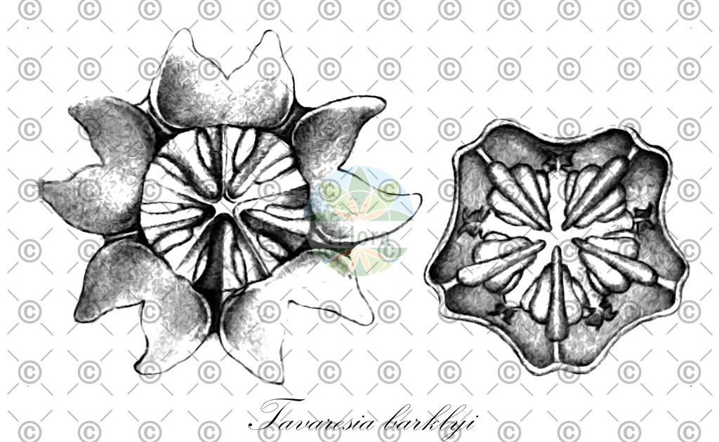 HistAbb_wfo-0000413163_1_ENZY_Simple | Historische Abbildung von Tavaresia barklyi - Apocynaceae | Historical Illustration of Tavaresia barklyi - Apocynaceae