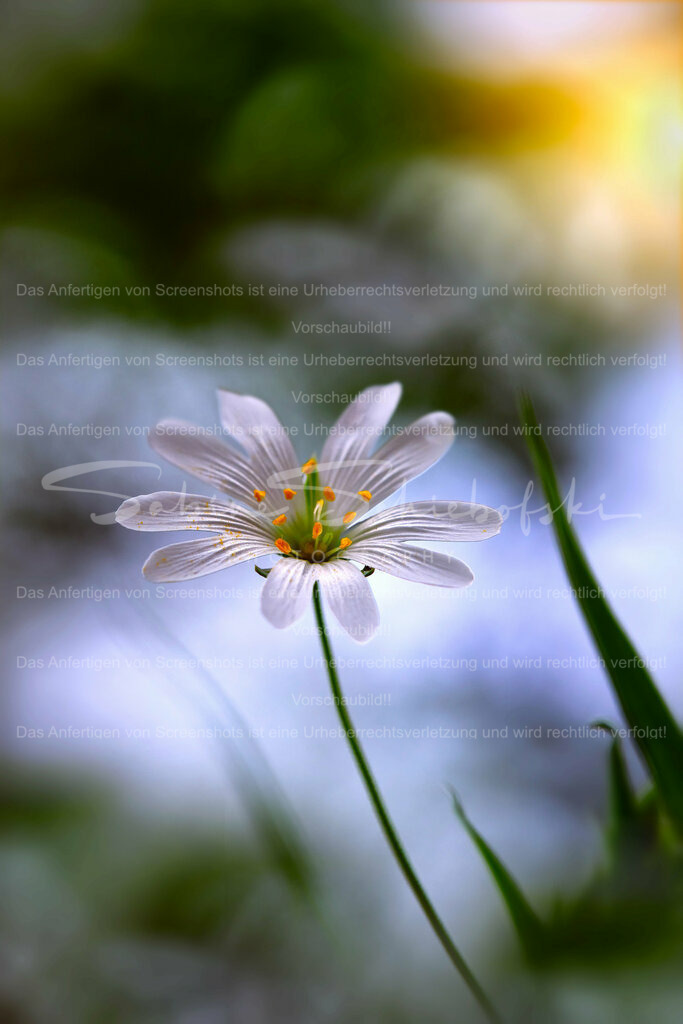 Wandbild Sternmiere #06 | Die Sternmieren sind das sichere Zeichen dafür das Frühling, in unseren Wäldern, Einzug gehalten hat. - Realisiert mit Pictrs.com