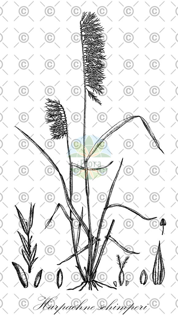 HistAbb_wfo-0000170586_1_ENZY_Simple | Historische Abbildung von Harpachne schimperi - Poaceae | Historical Illustration of Harpachne schimperi - Poaceae