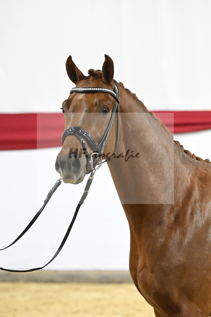 Kat-Nr. 8 v. Viva Gold_Limbecker_63220251 | hf-fotografie - Realizzato con Pictrs.com