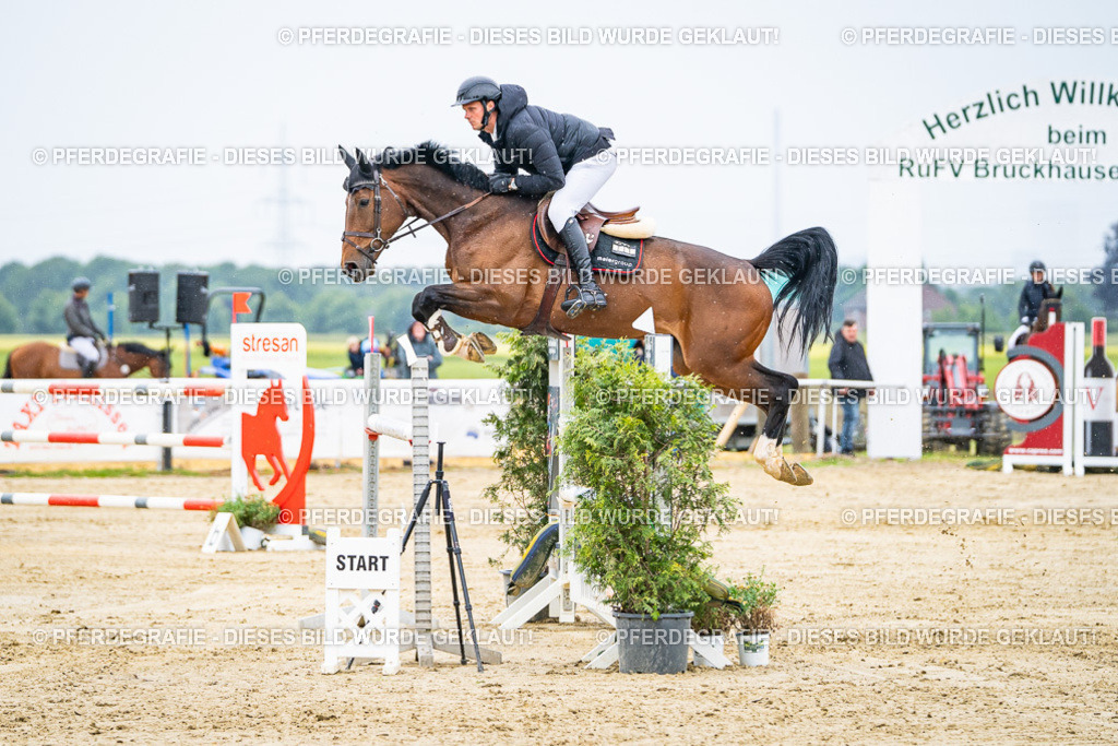 DSC08457 | Pferdegrafie