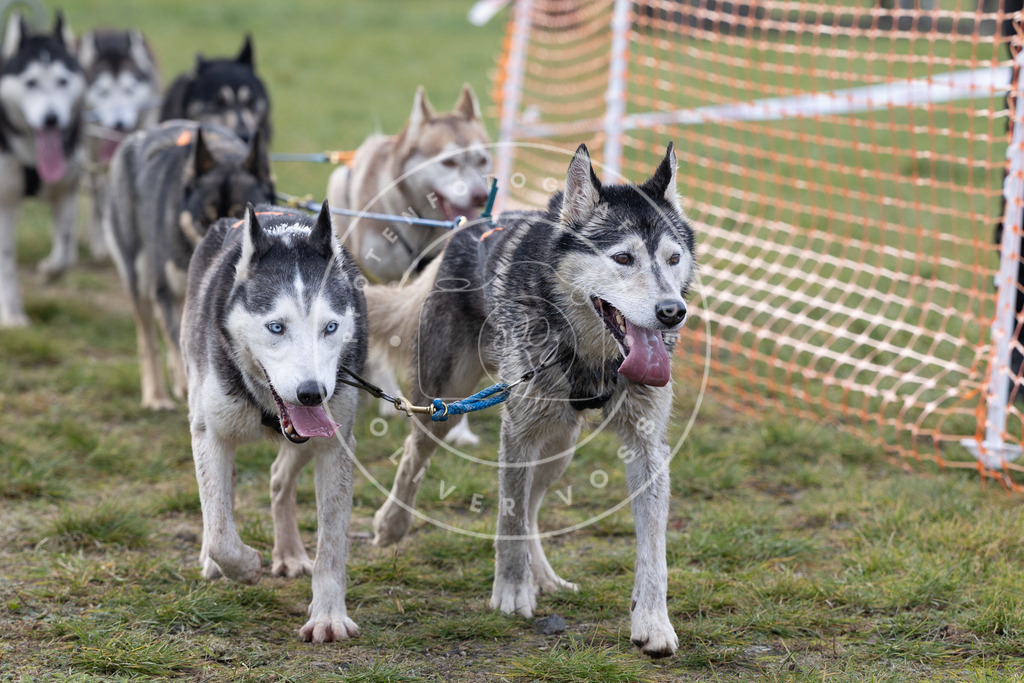 Pfotenfotografie_DV3A7039 | Hundefotografie, Tierfotograf, Pfotenfotografie, Fotoshooting Hund, Hunde Portrait, Hundesport, Hundeportraits, Heideshooting, Hunde, Sportfotograf, Hundefotograf, Turnierhundsport, THS,  - Realisiert mit Pictrs.com