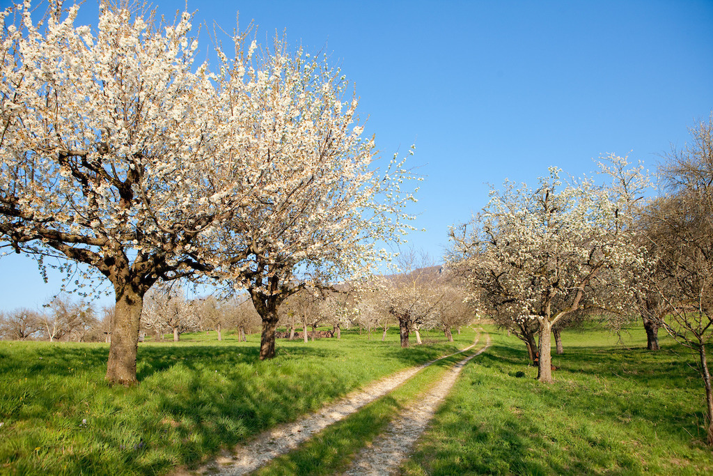 200407-148 | Europa, DEU, Deutschland, Baden-Wuerttemberg, Landkreis Reutlingen, Streuobstwiese, Fruehling, Baumbluete am Albtrauf, Natur, Umwelt, Landschaft, Jahreszeiten, Stimmungen, Landschaftsfotografie, Landschaften, Landschaftsphoto, Landschaftsphotographie, Wetter, Wetterelemente, Wetterlage, Wetterkunde, Witterung, Witterungsbedingungen, Wettererscheinungen, Meteorologie, Wettervorhersage, 

[Fuer die Nutzung gelten die jeweils gueltigen Allgemeinen Liefer-und Geschaeftsbedingungen. Nutzung nur gegen Verwendungsmeldung und Nachweis. Download der AGB unter http://www.image-box.com oder werden auf Anfrage zugesendet. Freigabe ist vorher erforderlich. Jede Nutzung des Fotos ist honorarpflichtig gemaess derzeit gueltiger MFM Liste - Kontakt, Uwe Schmid-Fotografie, Duisburg, Tel. (+49).2065.677997, ..archiv@image-box.com, www.image-box.com] - Realisiert mit Pictrs.com