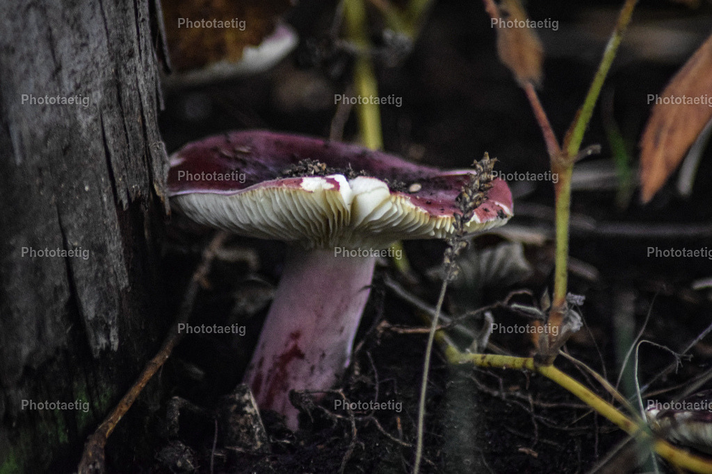 IMG_5338 | phototaetig