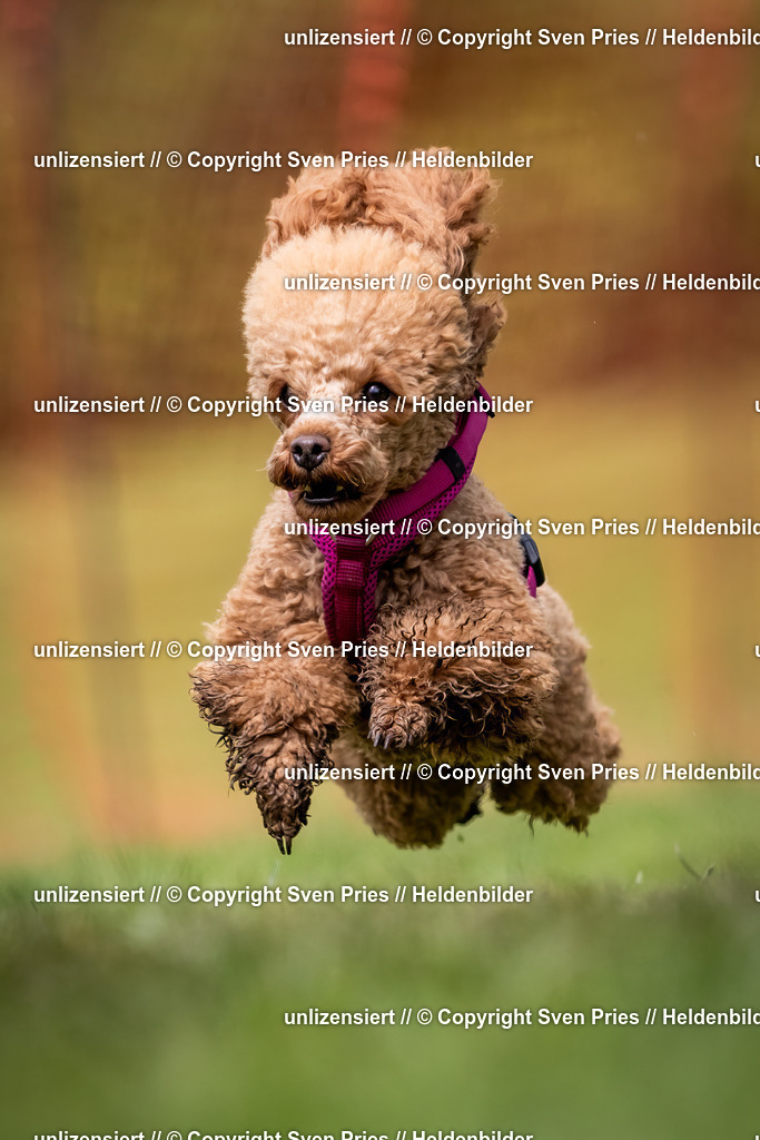 Sven Pries | 2024-04-21 - Hunderennen Baden-Oos
Foto: Sven Pries - Realisiert mit Pictrs.com