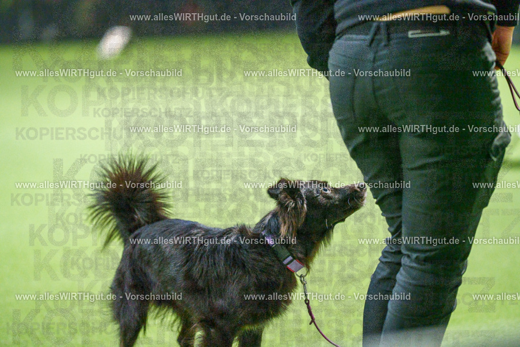 7R505766 | Professionelle Tierfotografie in Mönchengladbach von Daniel Wirth (allesWIRTHgut). Liebevolle & natürliche Bilder von Hunden & Katzen für unvergessliche Erinnerungen.