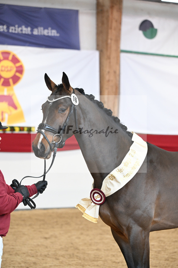 Kat.-Nr. 16 v. Cornet_s Balou_Laue_2251706 | hf-fotografie - Realisiert mit Pictrs.com