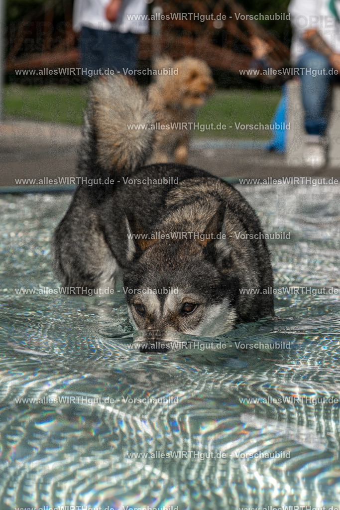 Hundeschwimmen_Volksbad_2026-allesWIRTHgut_Tierfotografie-2609061457-FAY07030 | Professionelle Tierfotografie in Mönchengladbach von Daniel Wirth (allesWIRTHgut). Liebevolle & natürliche Bilder von Hunden & Katzen für unvergessliche Erinnerungen.